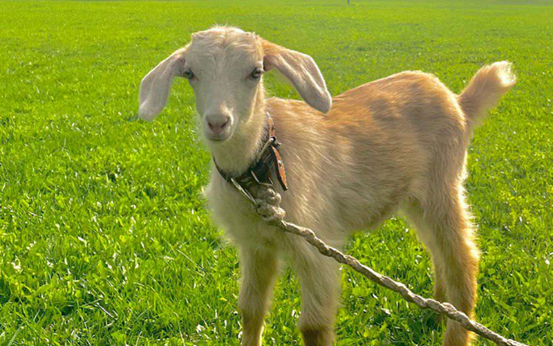 Общение с животными