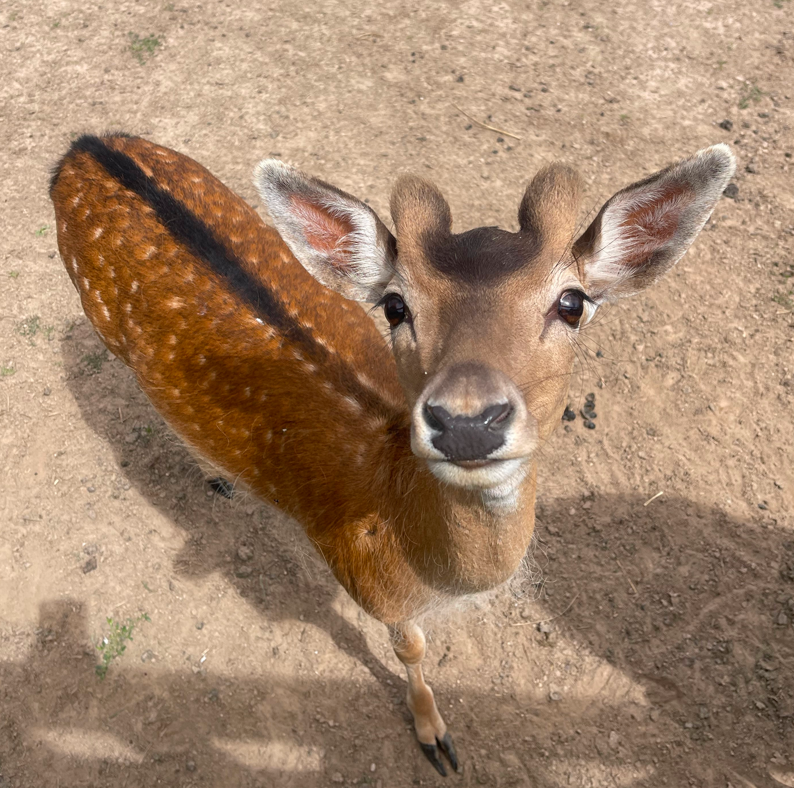 Оленья ферма