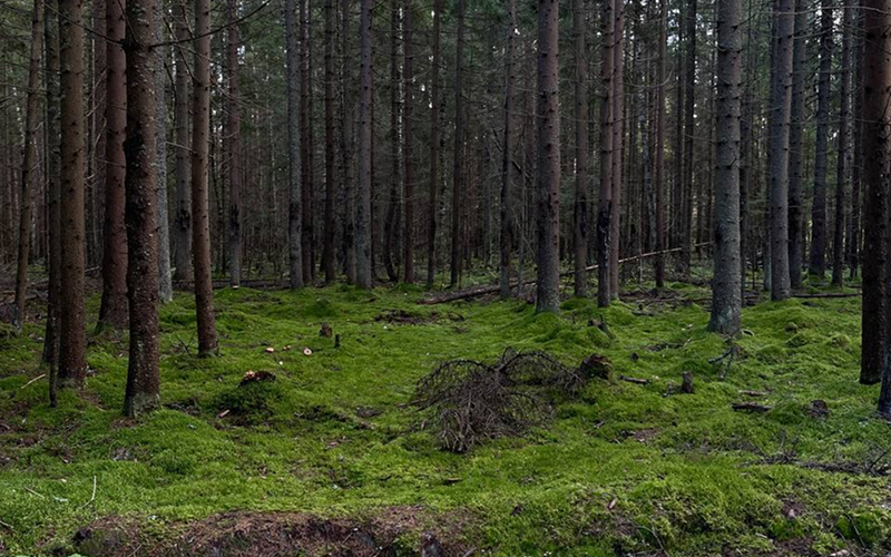 Прогулки по лесу